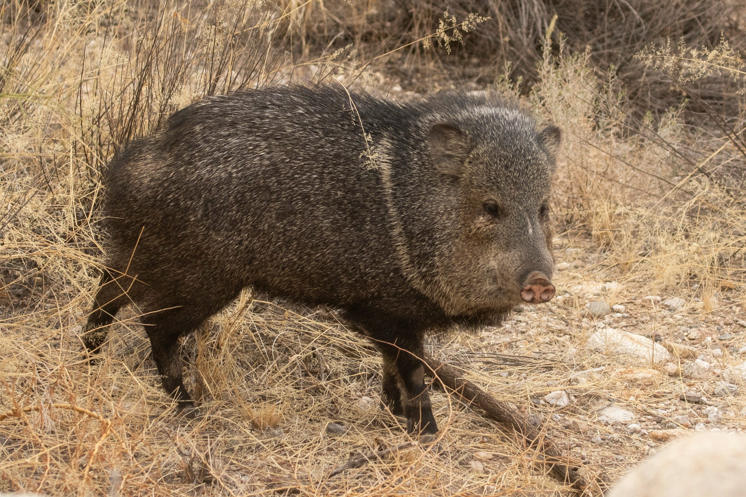 Javelina are cute, but they can be dangerous, and eat your garden!